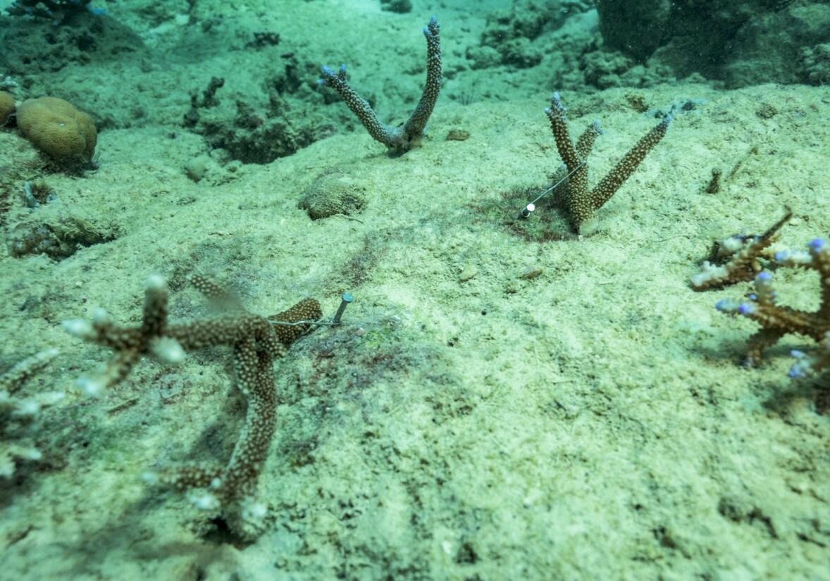 Un ecosistema diplomatico per salvare i coralli del Mar Rosso