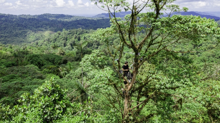 Rolex Partnerships - Protecting rainforests from illegal logging