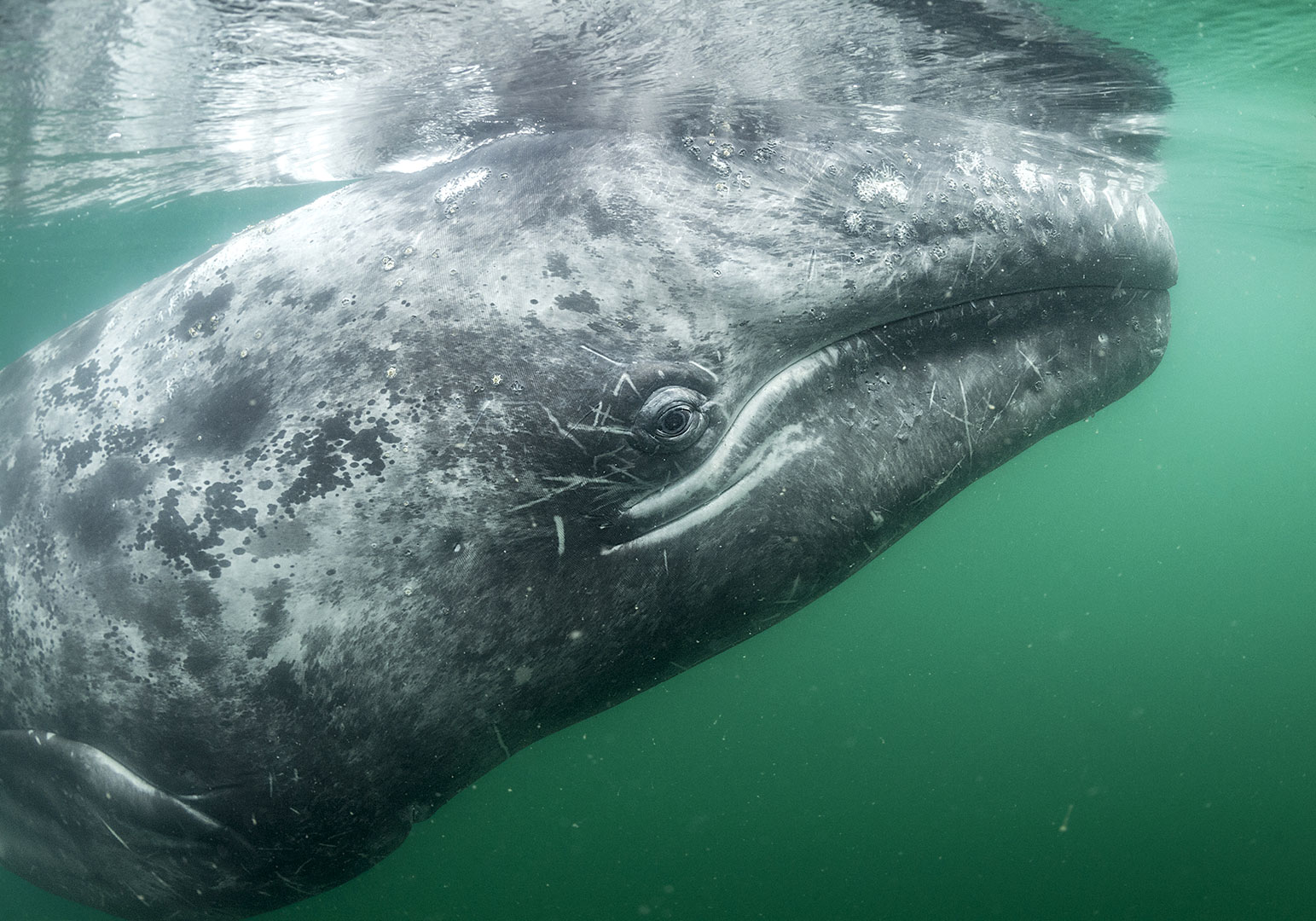 Explore o oceano em 24 horas – Meio ambiente, image size:1543x1080