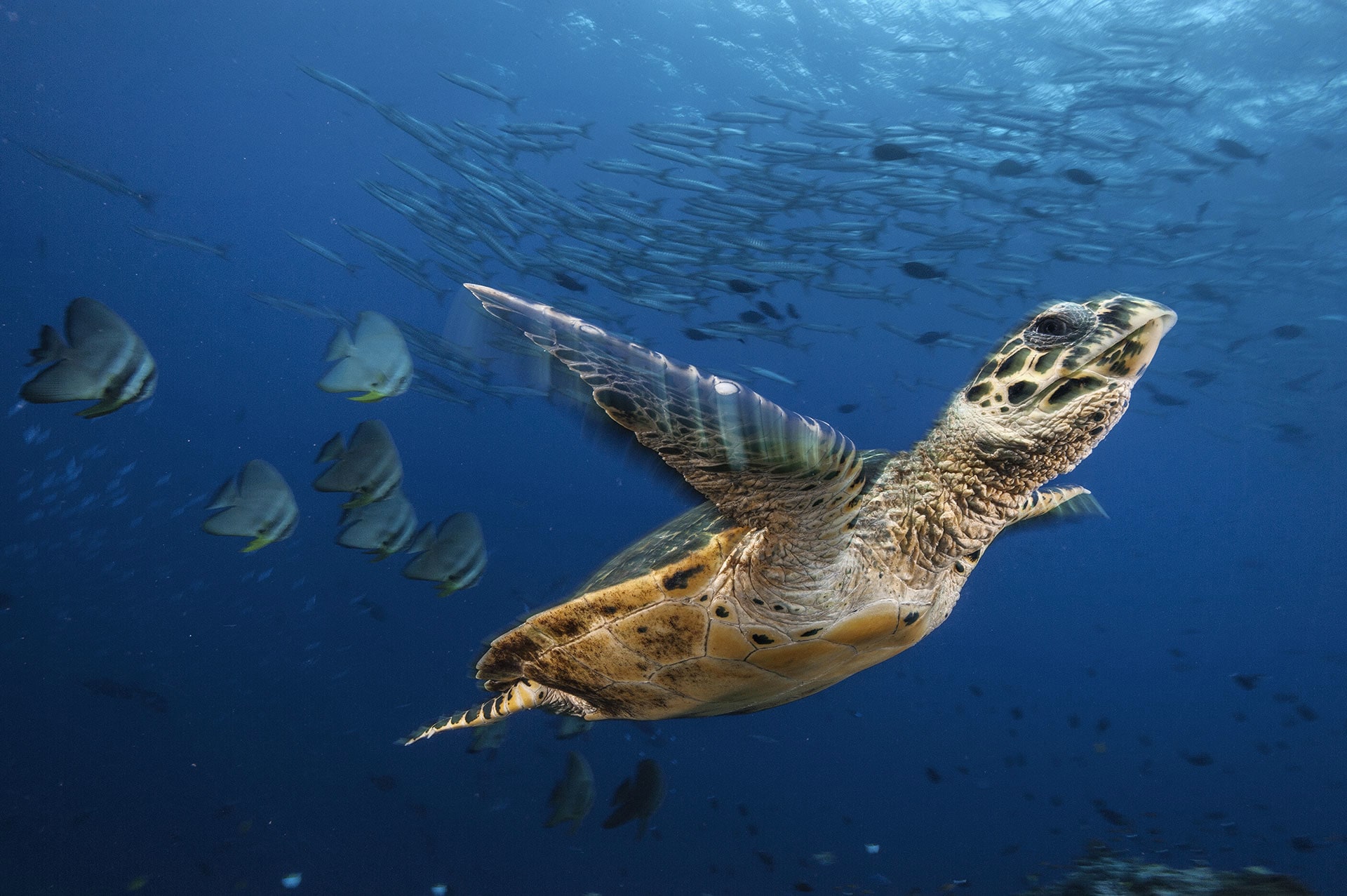 Il Maestro Della Fotografia Alla Scoperta Dei Segreti Del Mare Ambiente