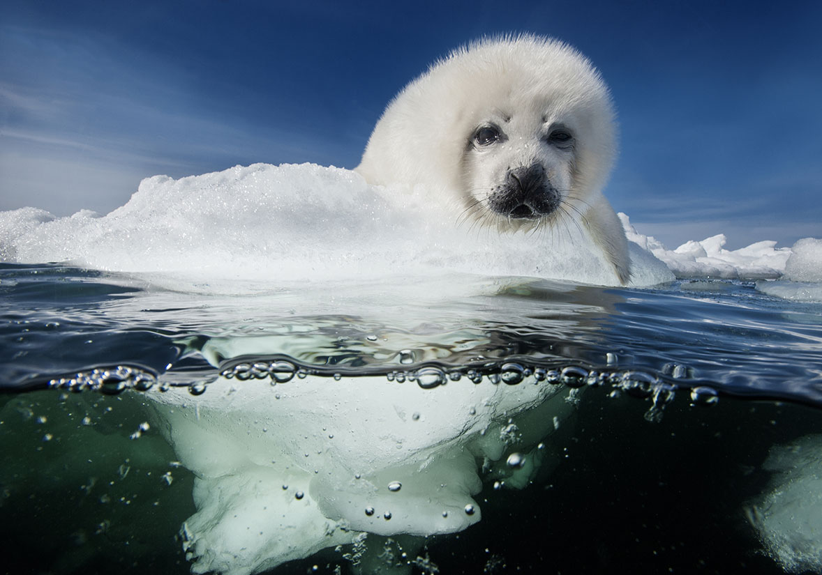 바닷속 아름다움을 보여주는 전문 사진작가 - 환경, image size:1178x825