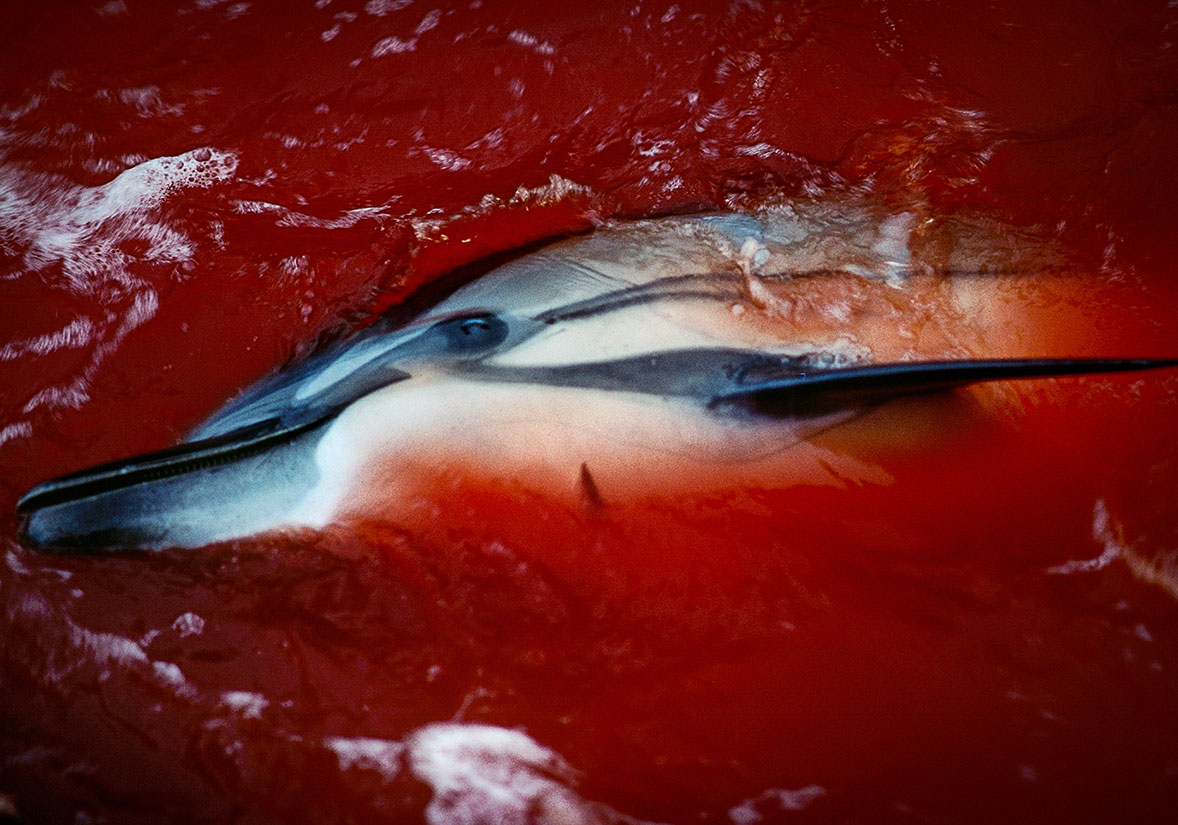 바닷속 아름다움을 보여주는 전문 사진작가 - 환경, image size:1178x825