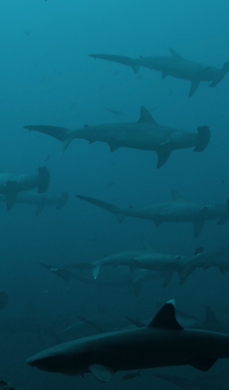 劳力士与蓝色使命 守护地球的蓝色心脏