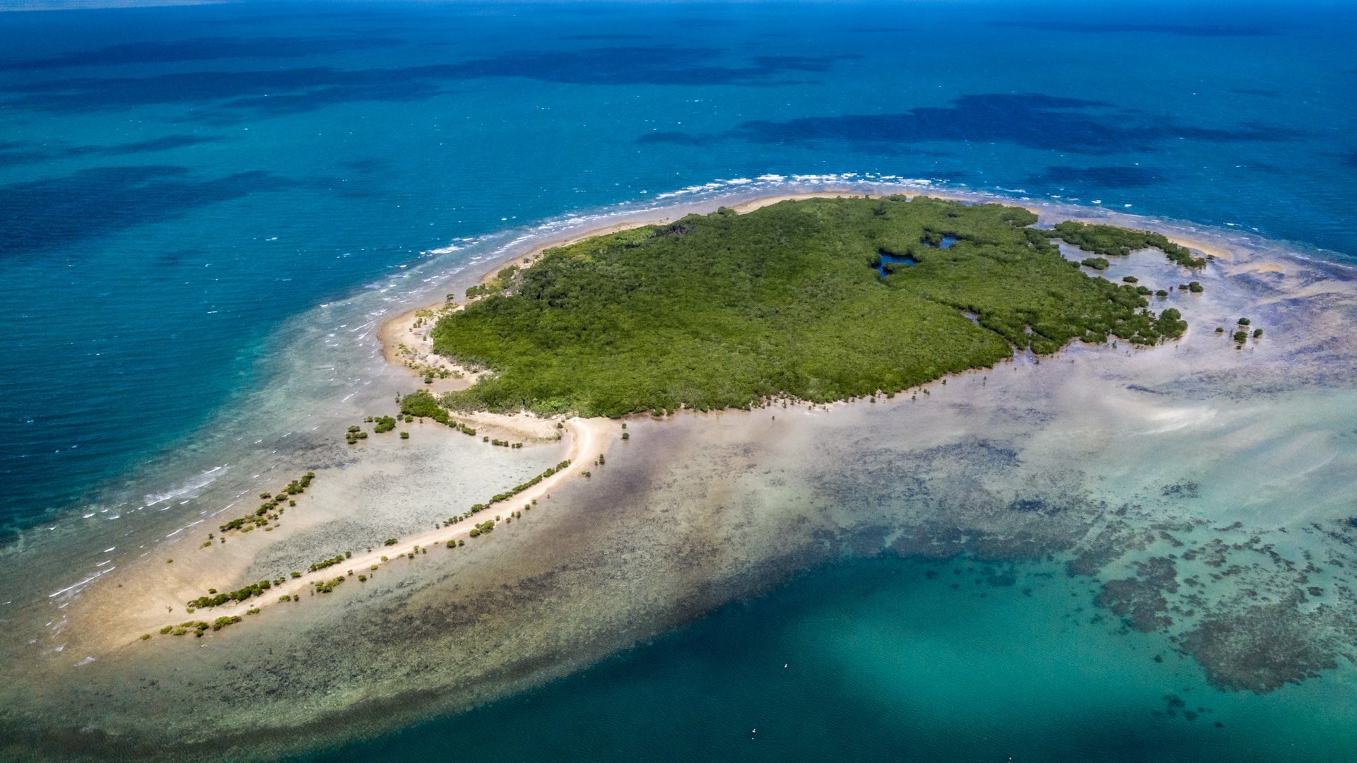 Grande Barriera Corallina, rilasciati in mare milioni di baby coralli per  salvarla