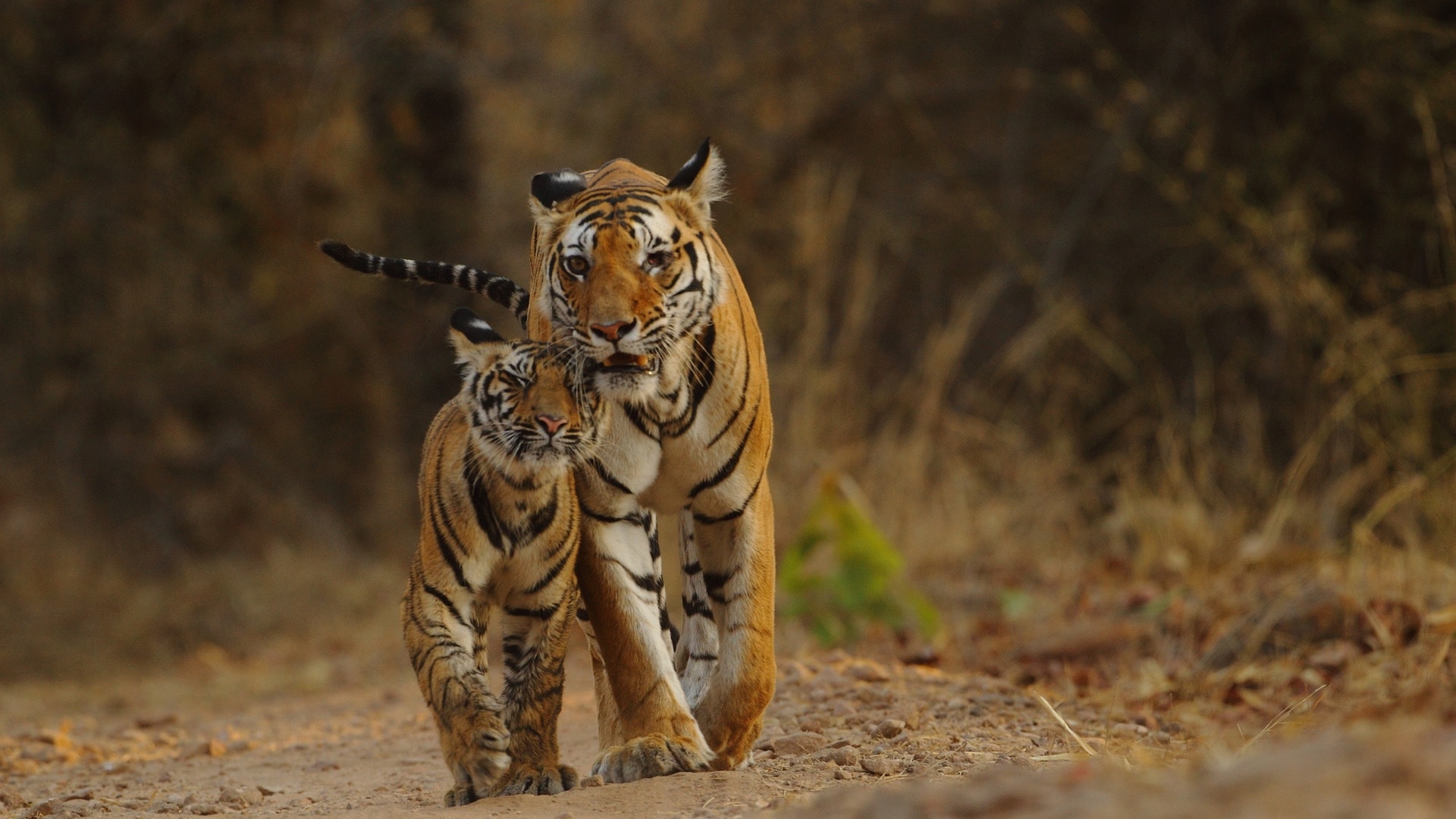 População de tigres da Índia apresenta recuperação e anima  conservacionistas