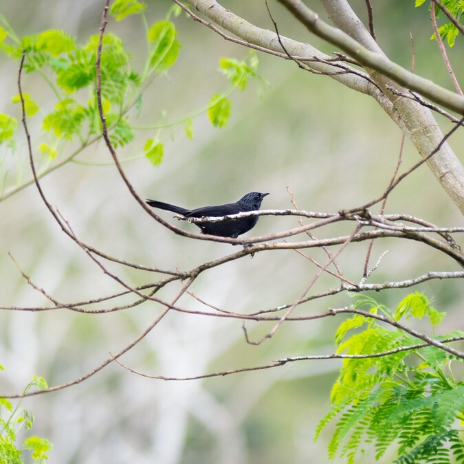 ロレックス賞 鳥類を守るためにブラジルの森を救う