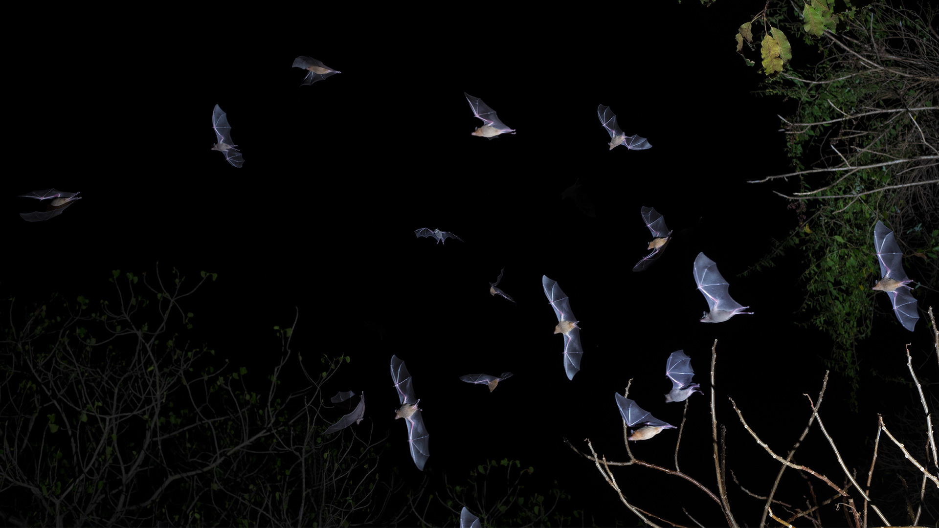 Mexico’s bat man on saving the ‘most unfairly treated animals on Earth’